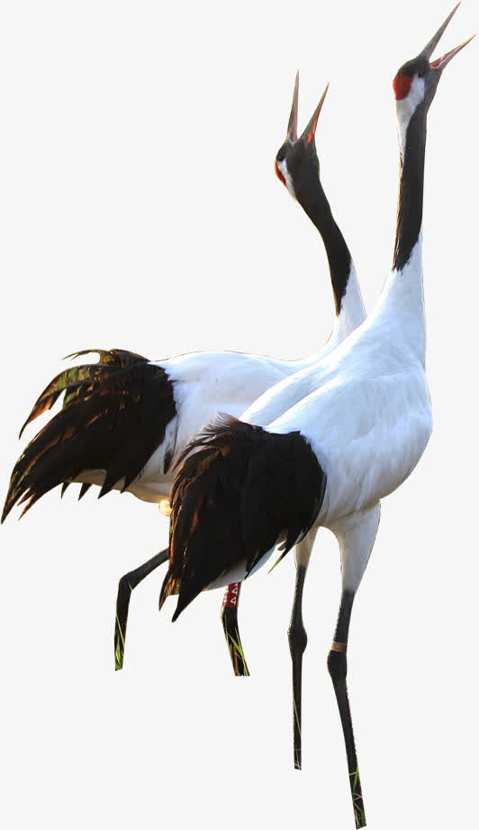 野外的仙鹤油画风景免抠
