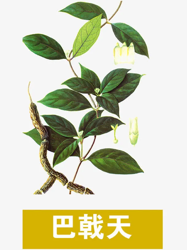 巴戟天免抠