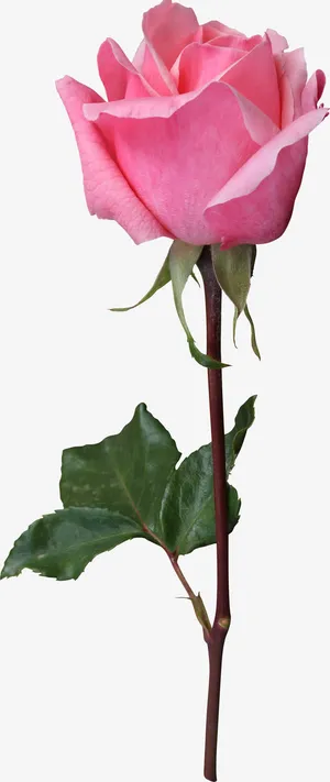 粉色月季花免抠