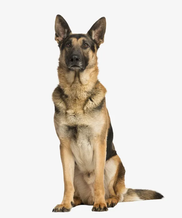 实物一只军犬黑贝免抠