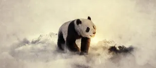 大熊猫背景高清