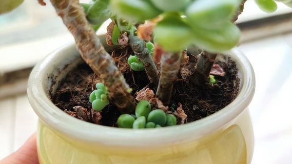 生机勃勃小多肉高清