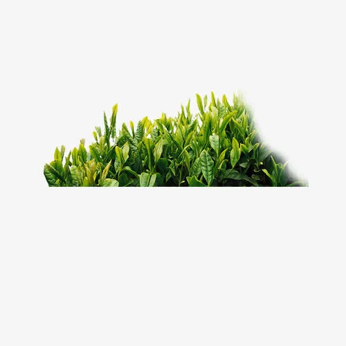 小草免抠