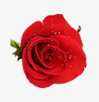 红色花朵免抠