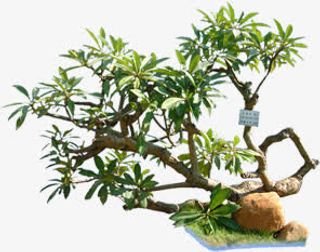 夏日卡通海报树枝植物免抠