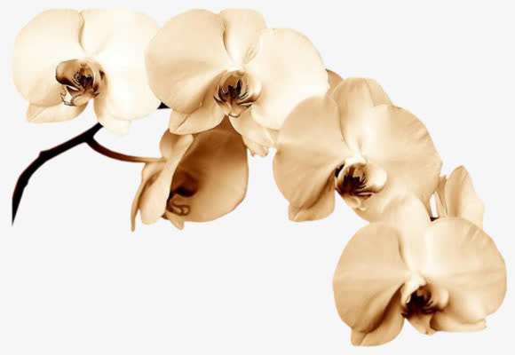 手绘红色桃花瓣免抠