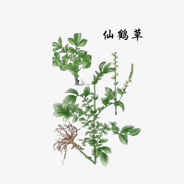 草药仙鹤草免抠