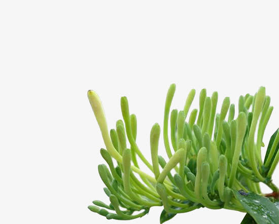 未开的忍冬花免抠动植物植物元素