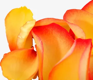 花瓣飘落素材透明花瓣素材免抠