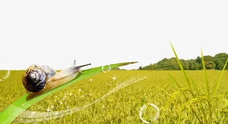 金黄稻田海报背景