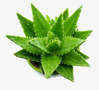 办公桌上的芦荟盆栽免抠