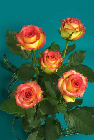 美丽的玫瑰花免抠