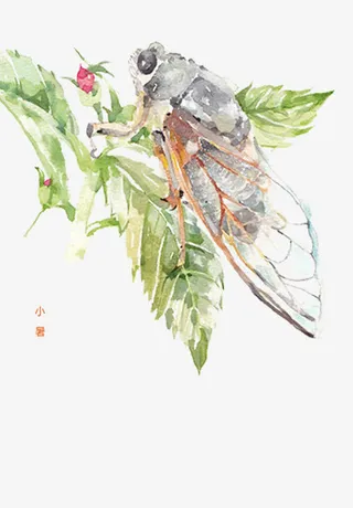 节气之小暑免抠