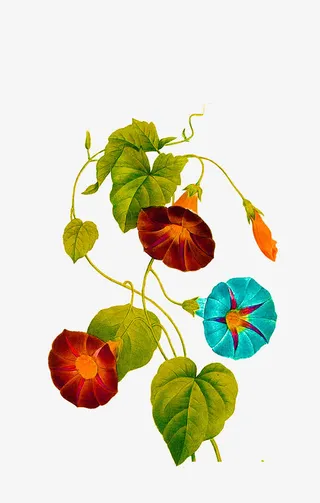 彩色的喇叭花免抠