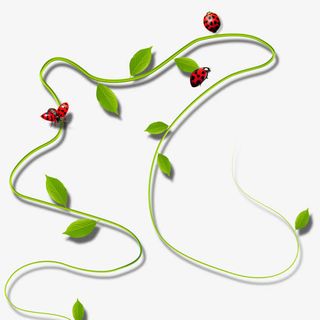 绿色藤条上的蝴蝶和瓢虫免抠