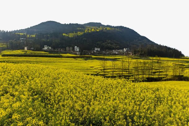 云南罗平油菜花风景免抠