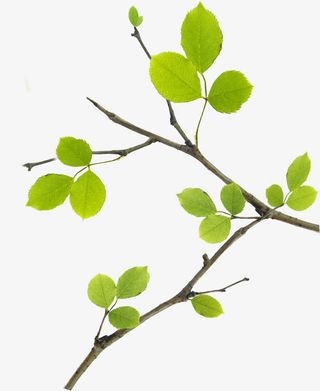 绿叶春天海报设计免抠