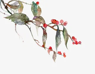 红果绿叶树枝免抠