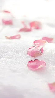 文艺花瓣H5图高清