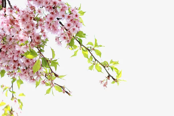 底纹花朵免抠