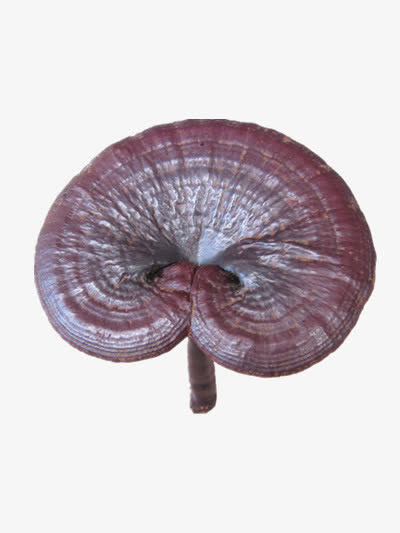 药材灵芝免抠