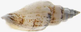 夏日沙滩海边海螺白底图免抠