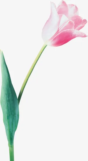 粉色郁金香免抠