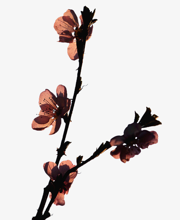 桃花剪影免抠