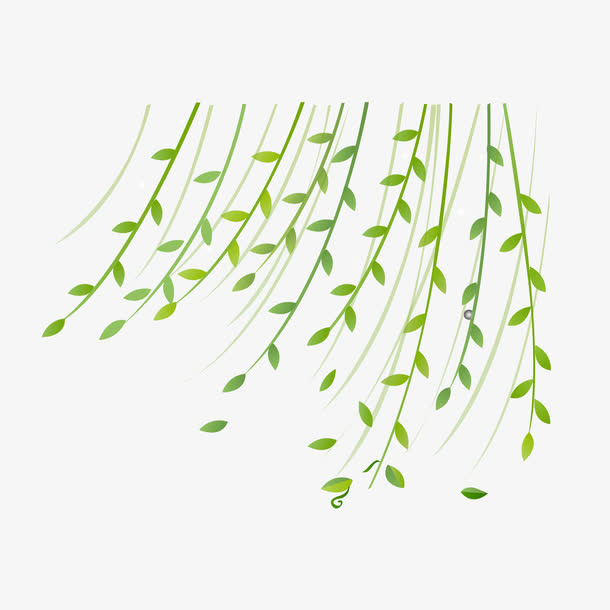 柳树免抠