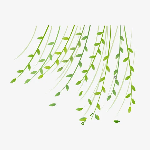柳树免抠