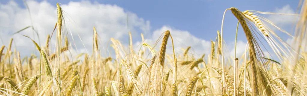 麦田蓝色天空农业麦穗淘宝banner高清