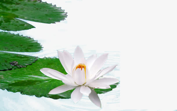 水上荷花免抠