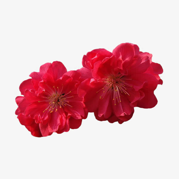 花朵免抠