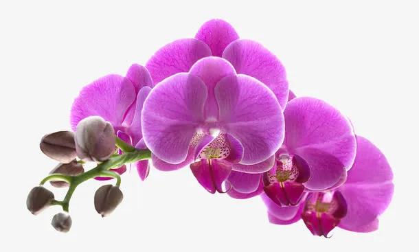 紫色花朵下载免抠