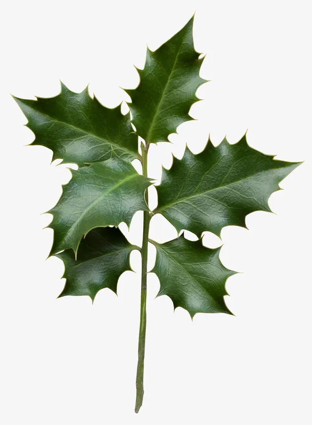 一支圣诞节装饰绿叶免抠