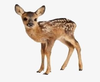 迷茫的小鹿免抠