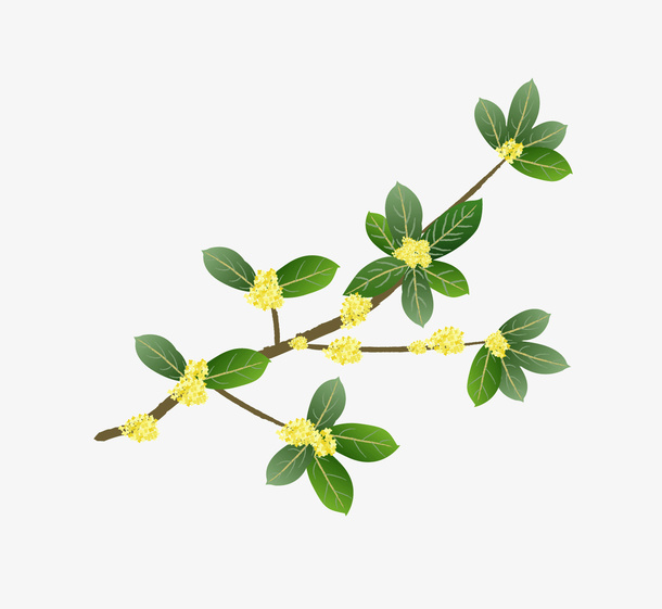 八月十五桂花免抠