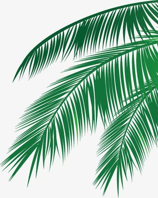 海报夏日活动手绘绿色植物棕叶免抠