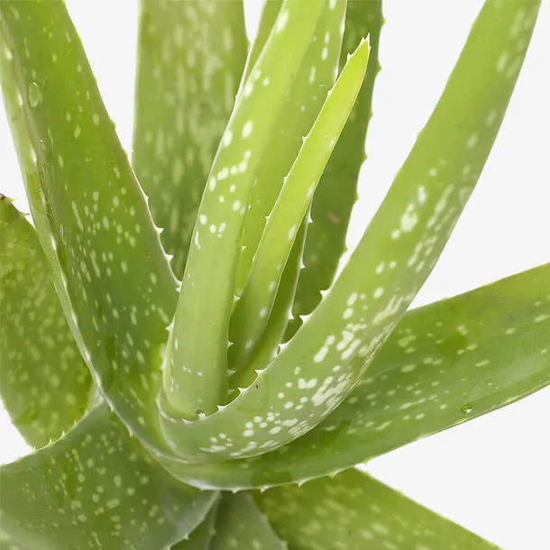 盆栽植物免抠
