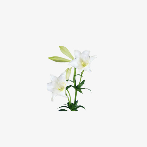 鲜花 花朵 花儿素材免抠