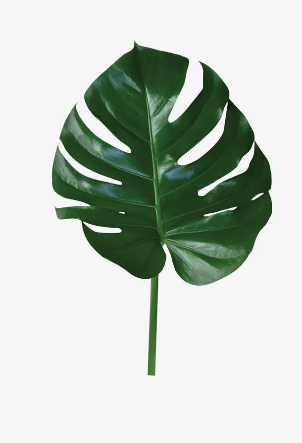 海报设计植物绿色大片秋季叶子免抠