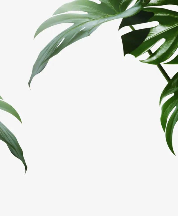 热带绿叶装饰元素免抠动植物植物元素