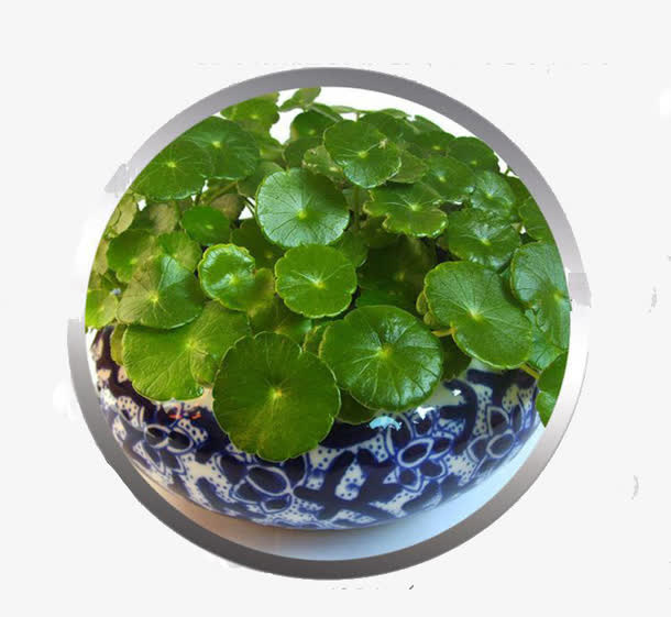 种植积雪草避免干竭免抠
