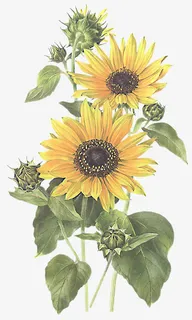 手绘菊花花朵花枝免抠