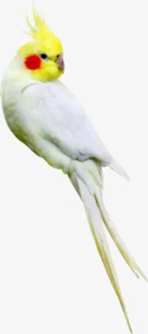 春天黄色鹦鹉装饰免抠装饰动物元素