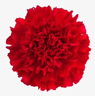 红色鲜艳的茂盛的一朵大花实物免抠