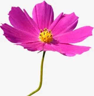 春天粉色装饰花朵免抠