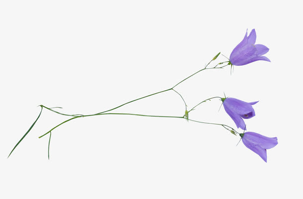 紫色的花免抠