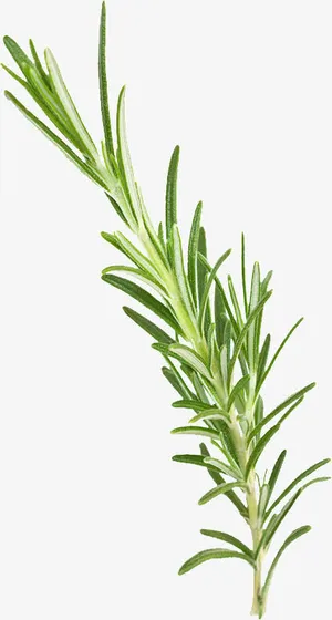 绿色植物香草免抠