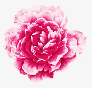 手绘牡丹花中国风古风花朵免抠